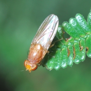 Lauxaniidae (family) at Coree, ACT - 9 Apr 2023