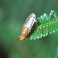 Lauxaniidae (family) at Coree, ACT - 9 Apr 2023