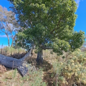 Brachychiton populneus at Fadden, ACT - 13 Apr 2023 09:57 AM