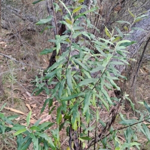 Olearia lirata at Fadden, ACT - 13 Apr 2023