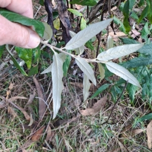 Olearia lirata at Fadden, ACT - 13 Apr 2023