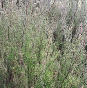 Kunzea parvifolia at Fadden, ACT - 13 Apr 2023 09:36 AM