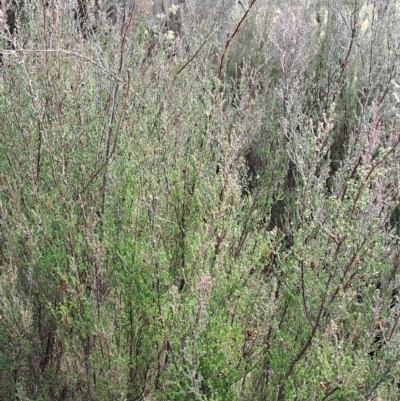 Kunzea parvifolia (Violet Kunzea) at Fadden, ACT - 12 Apr 2023 by LPadg