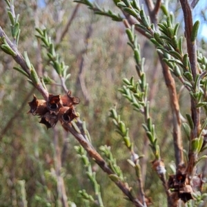 Kunzea parvifolia at Fadden, ACT - 13 Apr 2023 09:36 AM