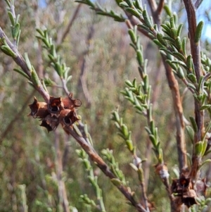 Kunzea parvifolia at Fadden, ACT - 13 Apr 2023