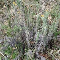 Chrysocephalum semipapposum (Clustered Everlasting) at Wanniassa Hill - 13 Apr 2023 by LPadg