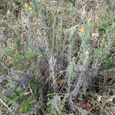 Chrysocephalum semipapposum (Clustered Everlasting) at Fadden, ACT - 13 Apr 2023 by LPadg