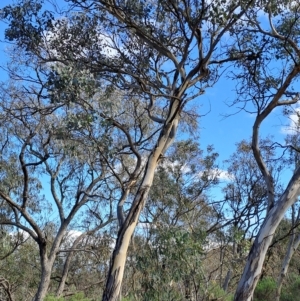 Eucalyptus polyanthemos at Wanniassa Hill - 13 Apr 2023