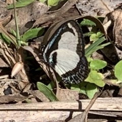 Psychonotis caelius (Small Green-banded Blue) at Berowra Waters, NSW - 12 Apr 2023 by jksmits