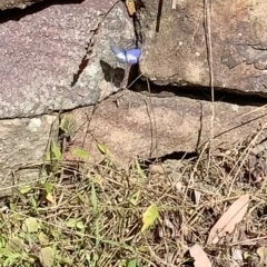 Psychonotis caelius at Berowra Waters, NSW - 13 Apr 2023 09:50 AM