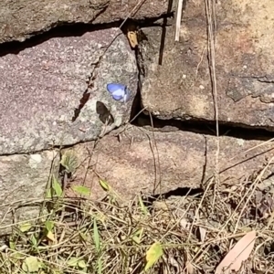 Psychonotis caelius at Berowra Waters, NSW - 13 Apr 2023