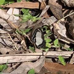 Psychonotis caelius at Berowra Waters, NSW - 13 Apr 2023 09:50 AM