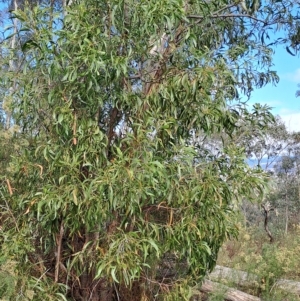 Acacia implexa at Fadden, ACT - 13 Apr 2023 10:21 AM