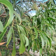 Acacia implexa at Fadden, ACT - 13 Apr 2023