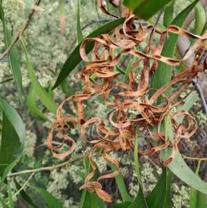 Acacia implexa at Fadden, ACT - 13 Apr 2023
