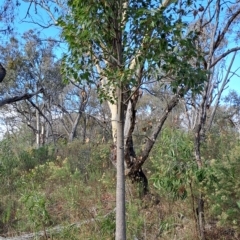 Brachychiton populneus (Kurrajong) at Wanniassa Hill - 13 Apr 2023 by LPadg