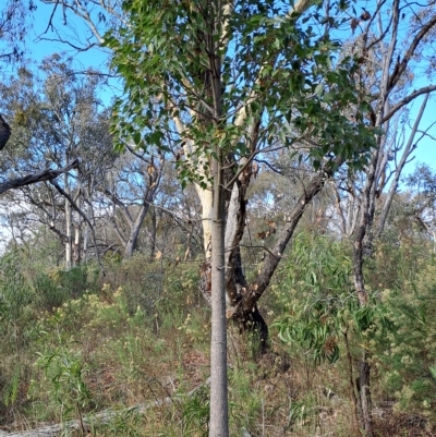 Brachychiton populneus (Kurrajong) at Fadden, ACT - 13 Apr 2023 by LPadg