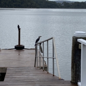 Microcarbo melanoleucos at Berowra Waters, NSW - 13 Apr 2023