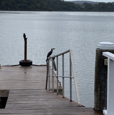 Microcarbo melanoleucos (Little Pied Cormorant) at Berowra Waters, NSW - 13 Apr 2023 by jksmits