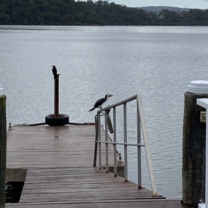 Microcarbo melanoleucos at Berowra Waters, NSW - 13 Apr 2023