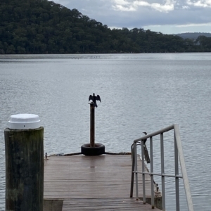 Microcarbo melanoleucos at Berowra Waters, NSW - 13 Apr 2023