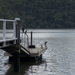 Microcarbo melanoleucos at Berowra Waters, NSW - 13 Apr 2023 10:34 AM