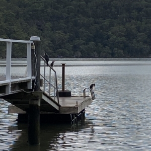 Microcarbo melanoleucos at Berowra Waters, NSW - 13 Apr 2023