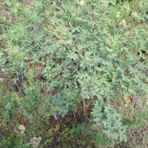 Acacia rubida at Fadden, ACT - 13 Apr 2023