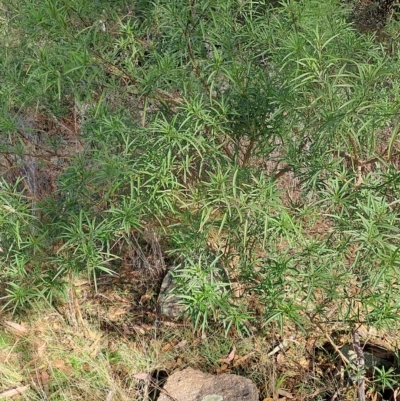 Solanum linearifolium (Kangaroo Apple) at Wanniassa Hill - 13 Apr 2023 by LPadg
