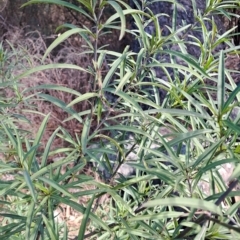 Solanum linearifolium at Fadden, ACT - 13 Apr 2023 10:29 AM