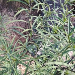 Solanum linearifolium at Fadden, ACT - 13 Apr 2023