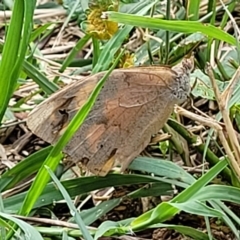 Heteronympha merope at O'Connor, ACT - 13 Apr 2023