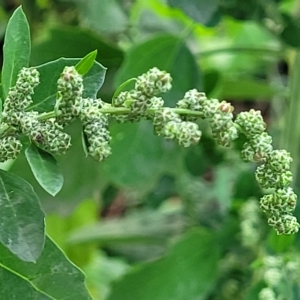 Chenopodium album at O'Connor, ACT - 13 Apr 2023