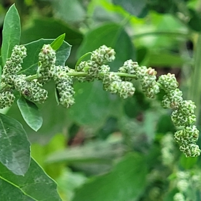 Chenopodium album (Fat Hen) at Banksia Street Wetland Corridor - 13 Apr 2023 by trevorpreston