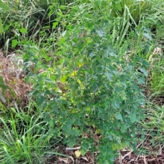 Chenopodium album at O'Connor, ACT - 13 Apr 2023