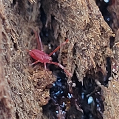 Trombidiidae (family) (Red velvet mite) at O'Connor, ACT - 13 Apr 2023 by trevorpreston