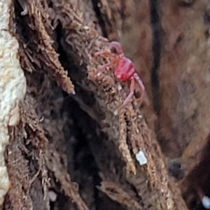 Trombidiidae (family) at O'Connor, ACT - 13 Apr 2023 10:51 AM