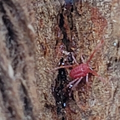 Trombidiidae (family) at O'Connor, ACT - 13 Apr 2023 10:51 AM