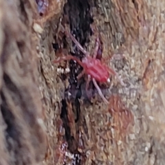 Trombidiidae (family) at O'Connor, ACT - 13 Apr 2023