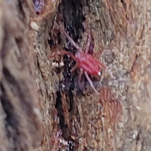 Trombidiidae (family) at O'Connor, ACT - 13 Apr 2023
