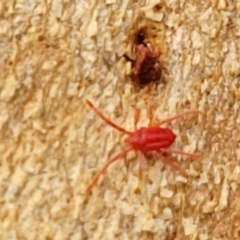 Trombidiidae (family) at O'Connor, ACT - 13 Apr 2023