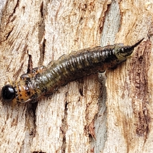 Pterygophorus cinctus at O'Connor, ACT - 13 Apr 2023 10:45 AM