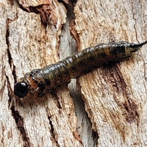 Pterygophorus cinctus at O'Connor, ACT - 13 Apr 2023 10:45 AM