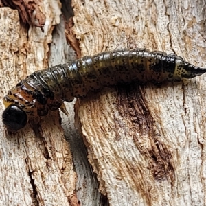 Pterygophorus cinctus at O'Connor, ACT - 13 Apr 2023 10:45 AM