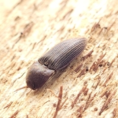 Agrypnus sp. (genus) (Rough click beetle) at O'Connor, ACT - 13 Apr 2023 by trevorpreston