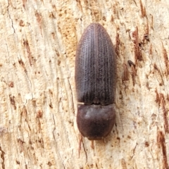 Agrypnus sp. (genus) at O'Connor, ACT - 13 Apr 2023