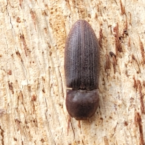 Agrypnus sp. (genus) at O'Connor, ACT - 13 Apr 2023