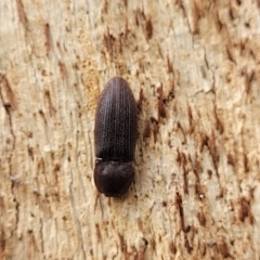 Agrypnus sp. (genus) at O'Connor, ACT - 13 Apr 2023