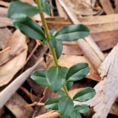 Ligustrum sinense (Narrow-leaf Privet, Chinese Privet) at O'Connor, ACT - 13 Apr 2023 by trevorpreston