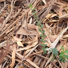 Ligustrum sinense at O'Connor, ACT - 13 Apr 2023